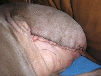 Daniella Weimaraner Osteosarcoma Amputation Recovery