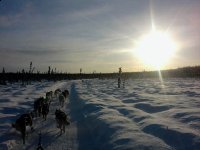 Calpurnia the Sled Dog Musher Dogs Rule