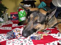 Feliz Navidog for Wyatt Ray 2010