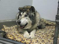 VCA L.A. Oncology Vet Patient Reno