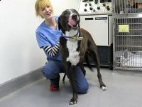 Tripawd Pals Gallery 4 VCA L.A. Oncology Vet Patient Applejack