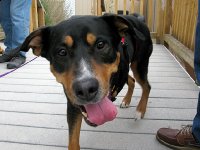 Tripawd Pals Gallery 4 Tripawd Ranger