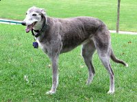 Tripawd Pals Gallery 4 Three Legged Greyhound Boo
