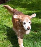 Three Legged Golden Retriever Jewel Post Amputation