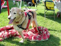 Tripawd Pals Gallery 4 Dakota in Tripawd Booth at Larimer County Pet Expo