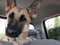 Tripawd Pals Gallery 4 Travis Travels with Wyatt