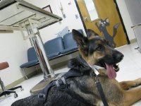 Wyatt at Coplorado State University Vet Teaching Hospital