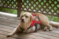 Tripawd Pals Gallery 4 Three Legged Yellow Lab Bocephus