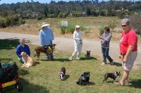 Tripawd Parties Northern California Tripawd Families