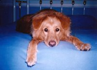 Tripawd Pals 5 Three Legged New Amputee Dog Molly