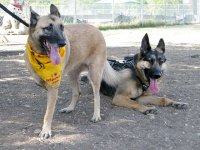 Tripawd Parties Three Legged German Shepherd Dogs Lizzie and Wyatt