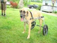 Giant Breed Tripawds Tres in Eddies Wheels Dog Cart