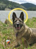 0508 Tripawd Party with Eisen Tribute to Eisen