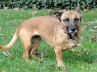 Tripawd Pals 5 Three Legged Dog Penny