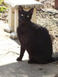 fang2
