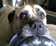 Giant Breed Tripawds Happy Hannah