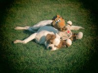 Tripawd Stories teenie