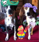Tripawd Stories lacey