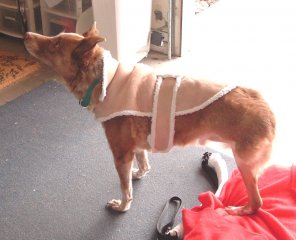 Sammy the Tripod Dog from California.