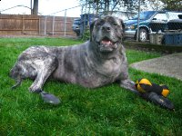 Giant Breed Tripawds Giant Breed Three Legged Mastiff Tazzie