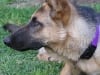 Three legged German Shepherd Codie Rae from Oakland, CA
