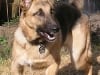 Three legged German Shepherd Codie Rae from Oakland, CA