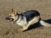 Three legged German Shepherd Codie Rae from Oakland, CA