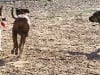 Three legged German Shepherd Codie Rae from Oakland, CA
