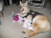 Jerry shreds another Barney