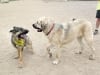 Wyatt and Titus play at Fort Collins Dog Park