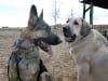 Spanish Mastiff Puppy Titus and GSD Wyatt at Dog Park