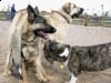 Titus sits on Wyatt at Fort Collins Dog Park
