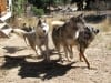 Wyatt runs with the Odaroloc Sled Dogs