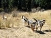 Wyatt runs with the Odaroloc Sled Dogs