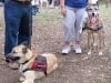Three Legged Wounded Warrior Service Dogs Colonel and Chef