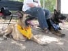 Monkeydog Vito and Alyssa with Tripawd Lizzie