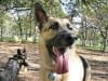 Fellow Full-time RVing Road Dog Riley