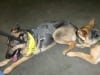 Rocky meets Wyatt at Pet Expo Long Beach, CA