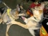 Rocky meets Wyatt at Pet Expo Long Beach, CA