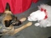 Wyatt and Zoe from Wishcuit at Pet Expo Long Beach, CA