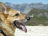 Jerry enjoys the Rocky Mountain view from Engineer Pass