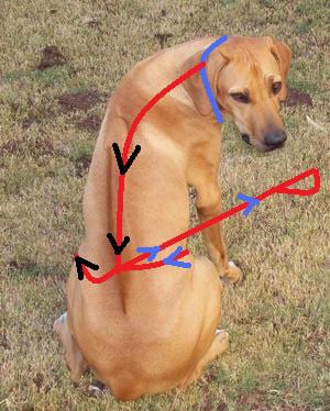 T-Touch Leash body wrap method to stop dog pulling