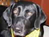 Three legged dog and cancer hero Paris
