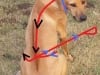 T-Touch Leash wrap method to stop dog pulling