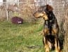 Fututre Amputee Gerry Dog