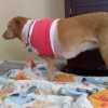Prevent, Avoid and Treat Pain in Tripawd Dogs and Cats, Part 2 Three-legged-dog-mae-post-amputation-bandage