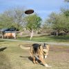 Tripawd Health Tips to Avoid Injury to Remaining Legs Jerry-makes-Jim-throw-his-Saucer-Tosser