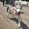 See You on the Trail, Calpurnia Three-Legged-Sled-Dog-Calpurnia-on-Colorado-Trail