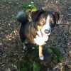 Manni Shows What Safe Tripawd Exercise Looks Like Safe-Tripawd-Exercise