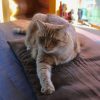 Tripawd Tuesday: Purrkins Lessons for Tripawd Kitties Purrkins